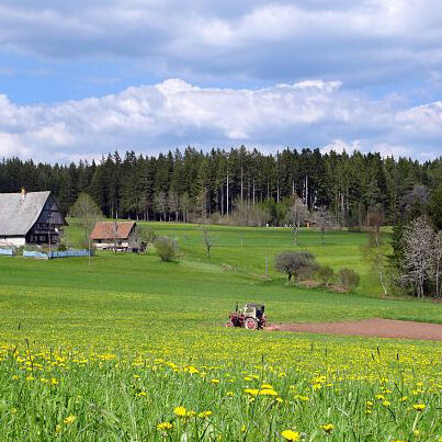 Unterer Falken, Schnapsbrennerhof