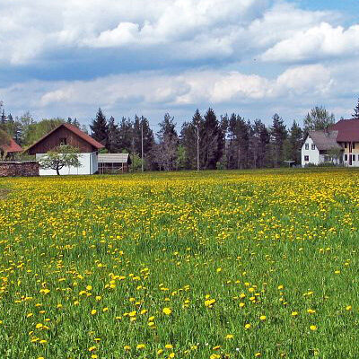 Löwenzahnblüte auf der Ecke