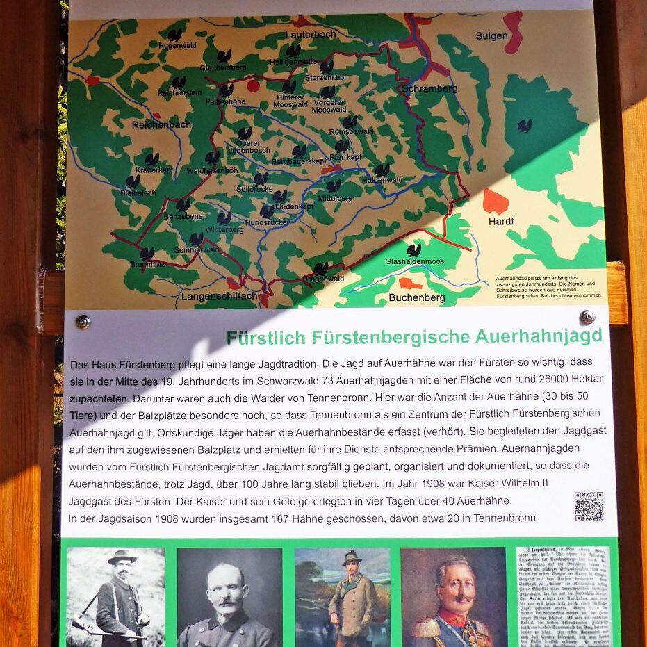 Auerhahn Balzplatz mit Holzskulptur und Balzgeraeusch 1