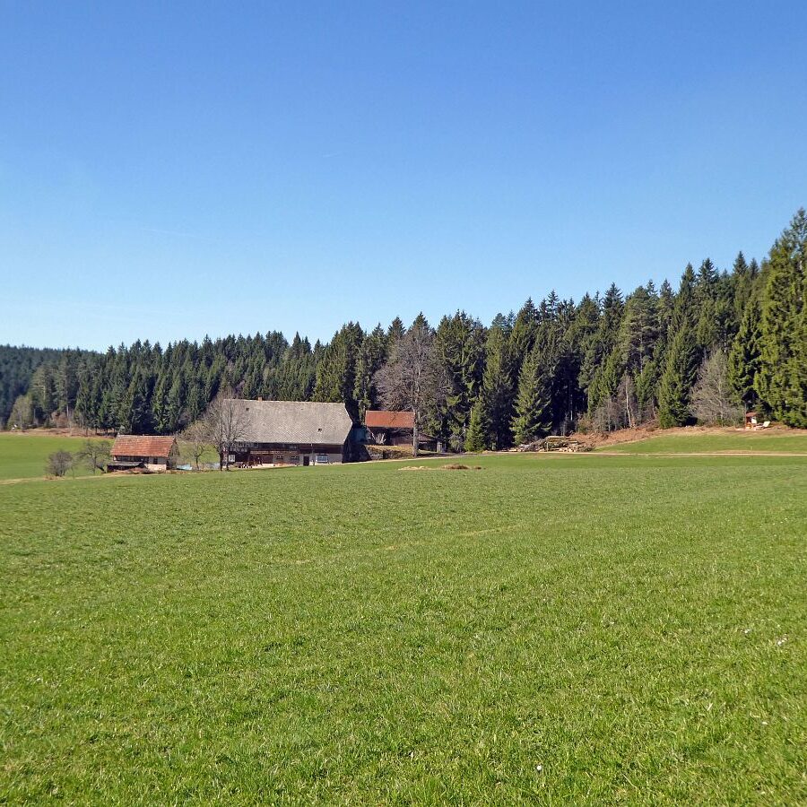 Auerhahn Balzplatz mit Holzskulptur und Balzgeraeusch 2