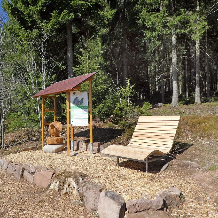 Auerhahn Balzplatz mit Holzskulptur und Balzgeraeusch 3
