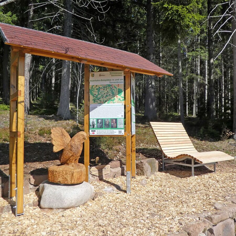 Auerhahn Balzplatz mit Holzskulptur und Balzgeraeusch 4