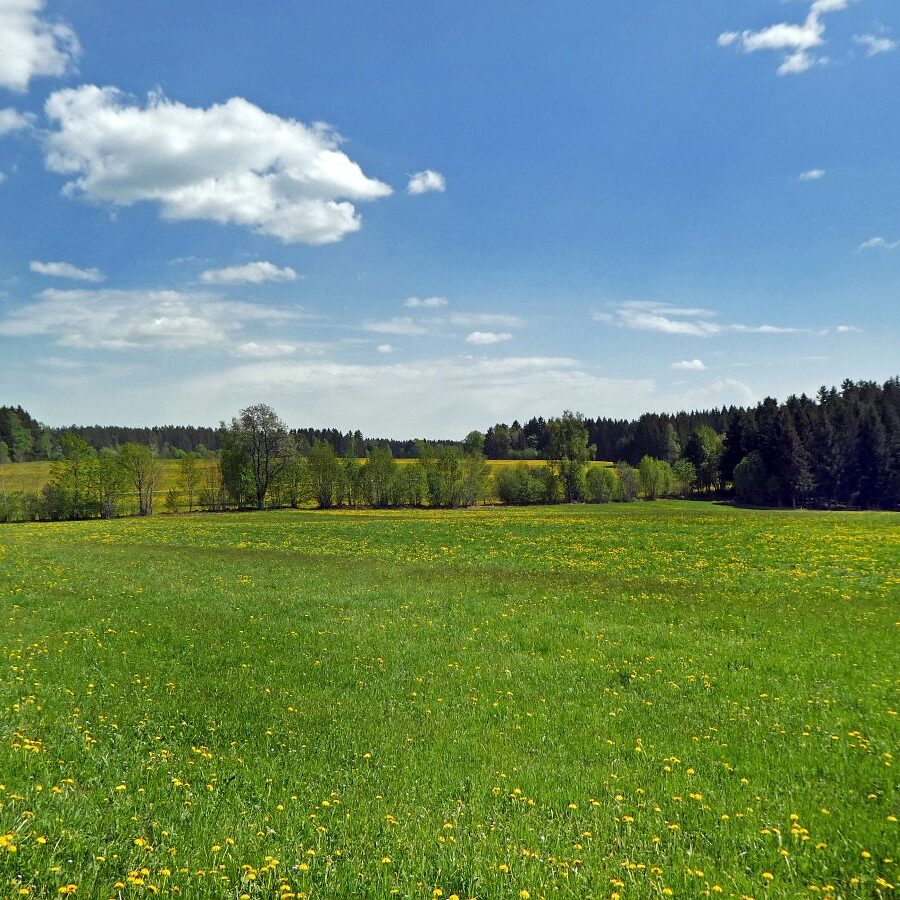 Auerhahn Balzplatz mit Holzskulptur und Balzgeraeusch 5