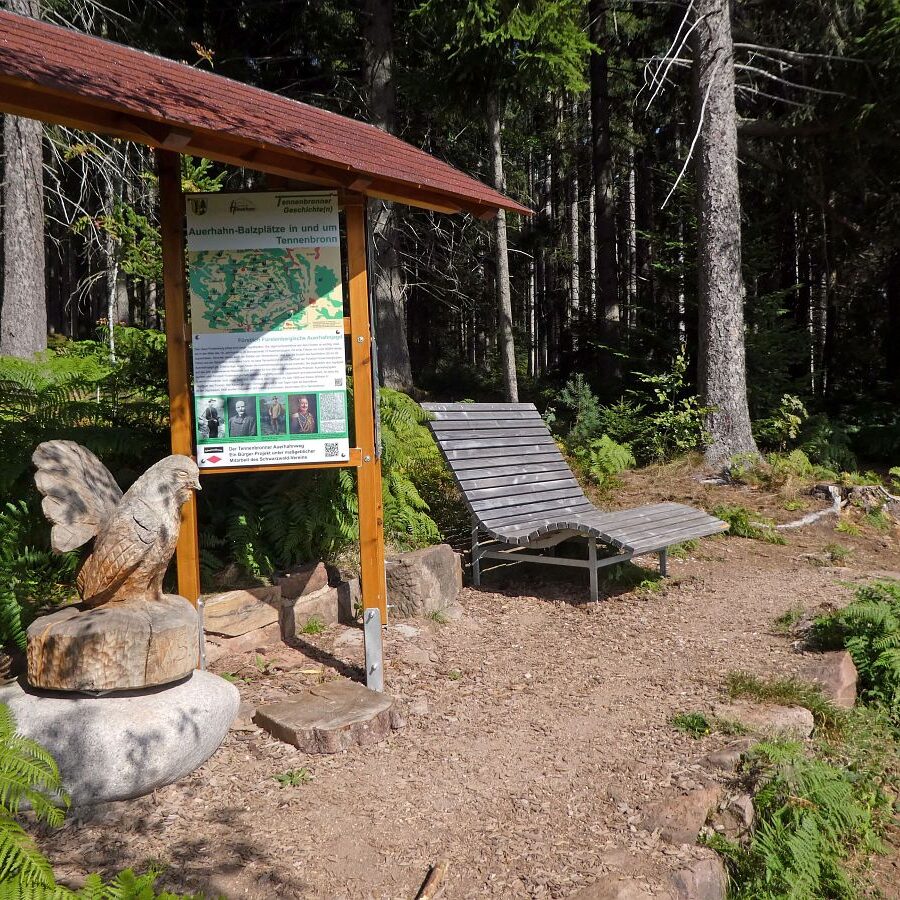 Auerhahn Balzplatz mit Holzskulptur und Balzgeraeusch 6