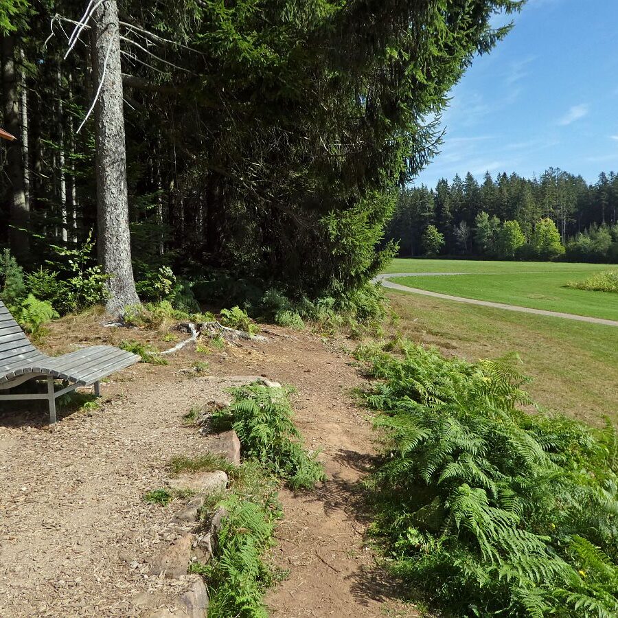 Auerhahn Balzplatz mit Holzskulptur und Balzgeraeusch 7