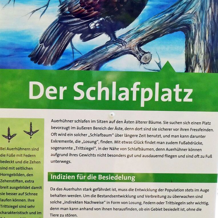 Auerhahn Schlafplatz Aussichtspunkt 3