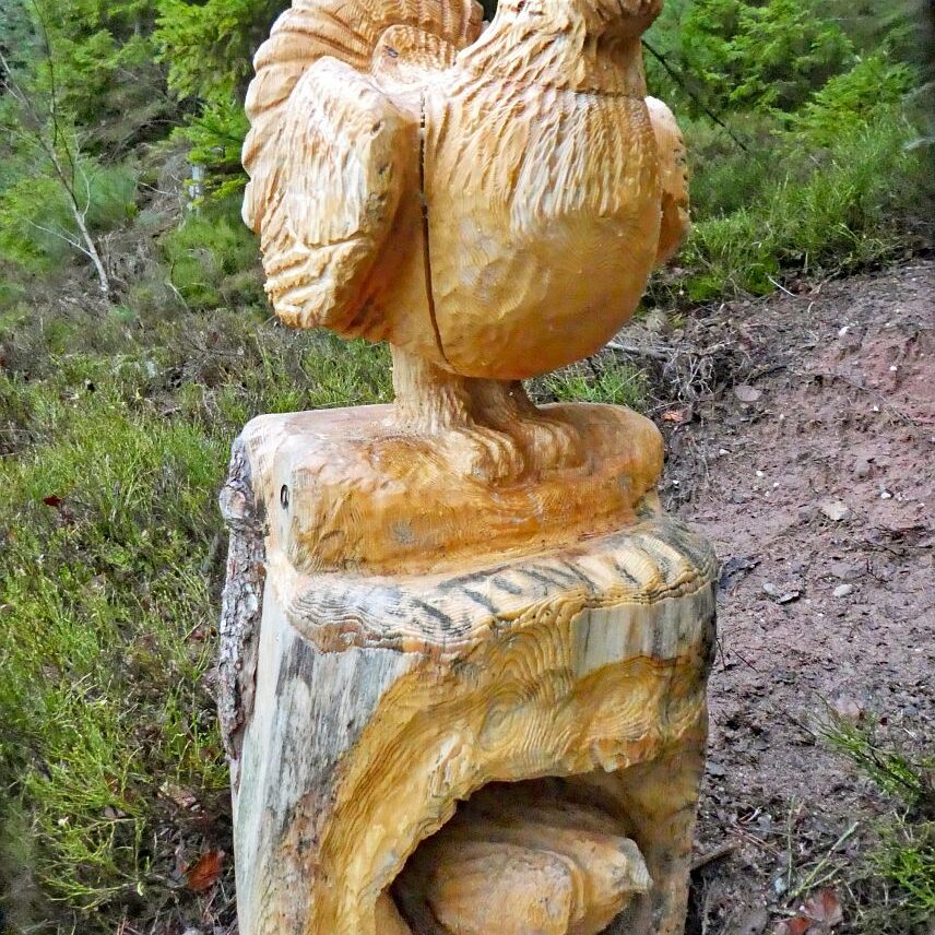 Auerhahn Schlafplatz Aussichtspunkt 5