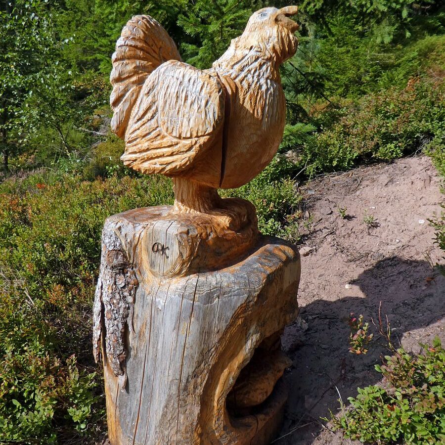 Auerhahn Schlafplatz Aussichtspunkt 7