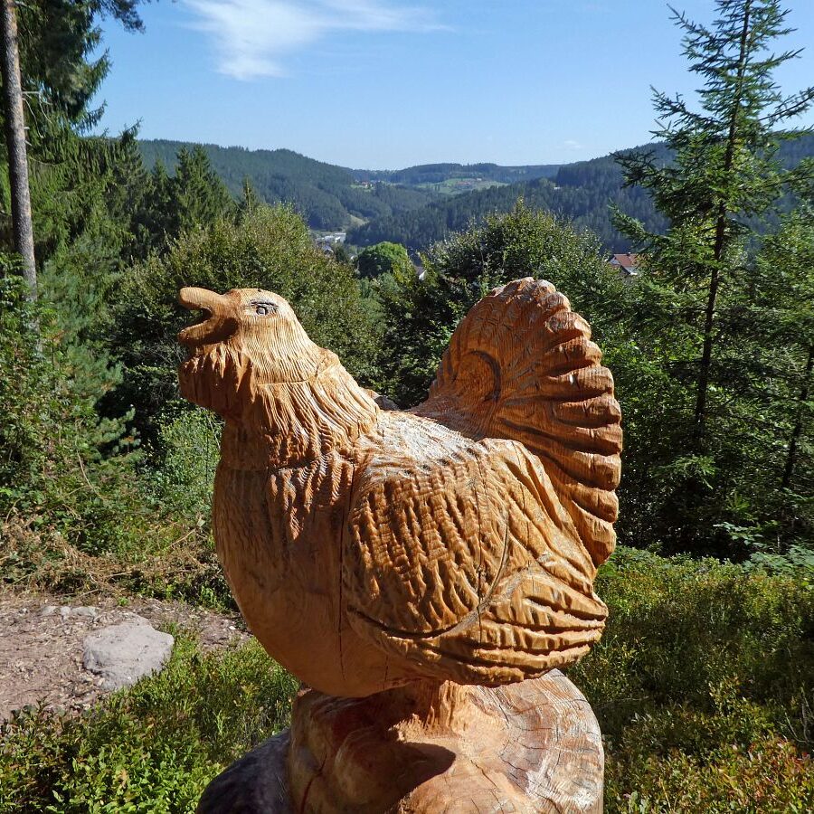 Auerhahn Schlafplatz Aussichtspunkt 8