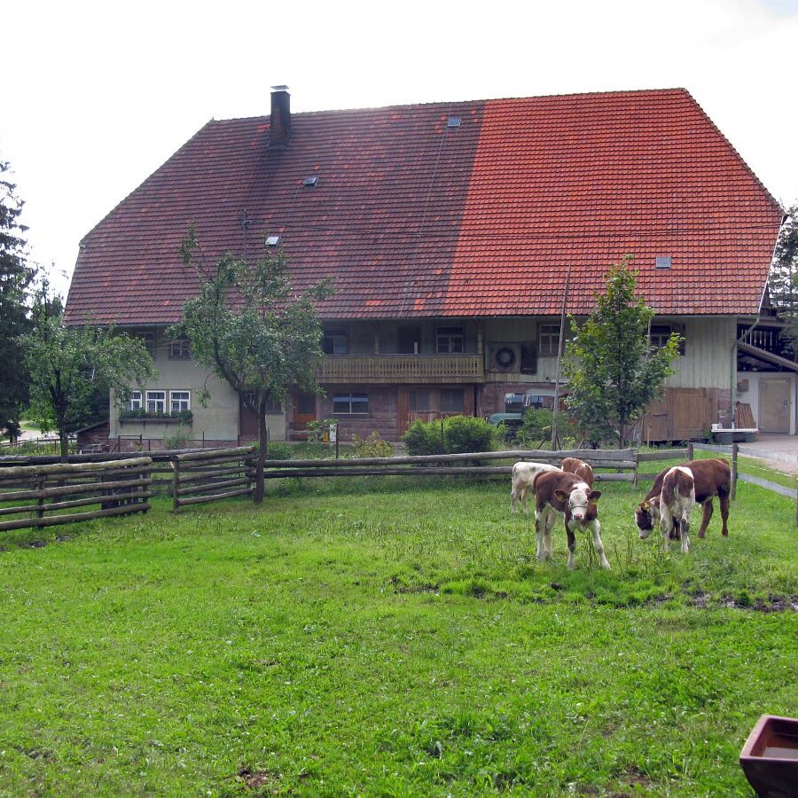 Geschichte des Auerhuhns Remsbach Bauernhof 2